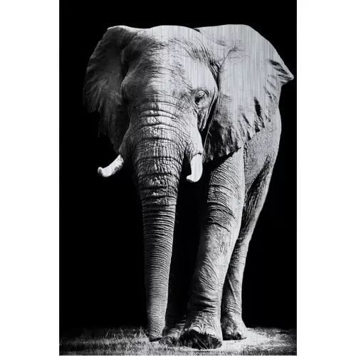 Olifant Alubrush 120x180x2cm