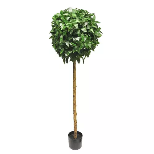 Laurus Nobilis Bal Op Stam Groen 45x45x150cm
