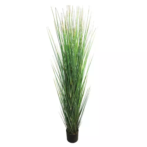 Gras Dori 165x40x30cm
